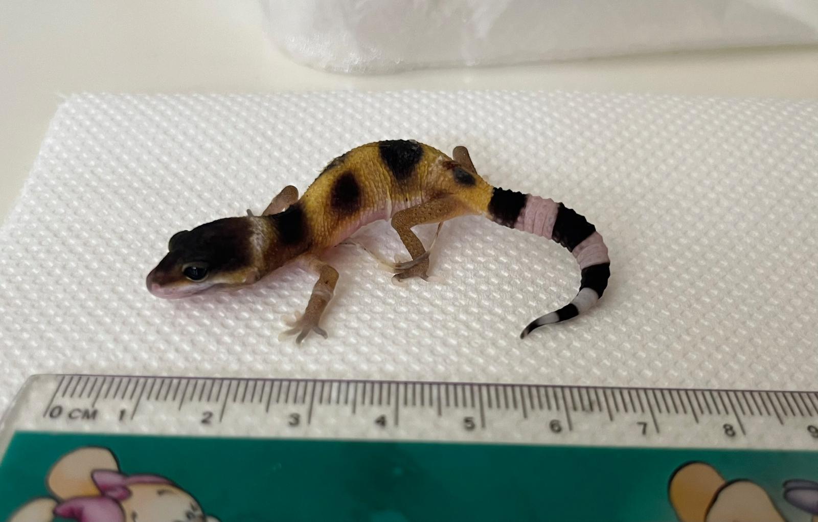 mládě leopardího gekona, 5. den