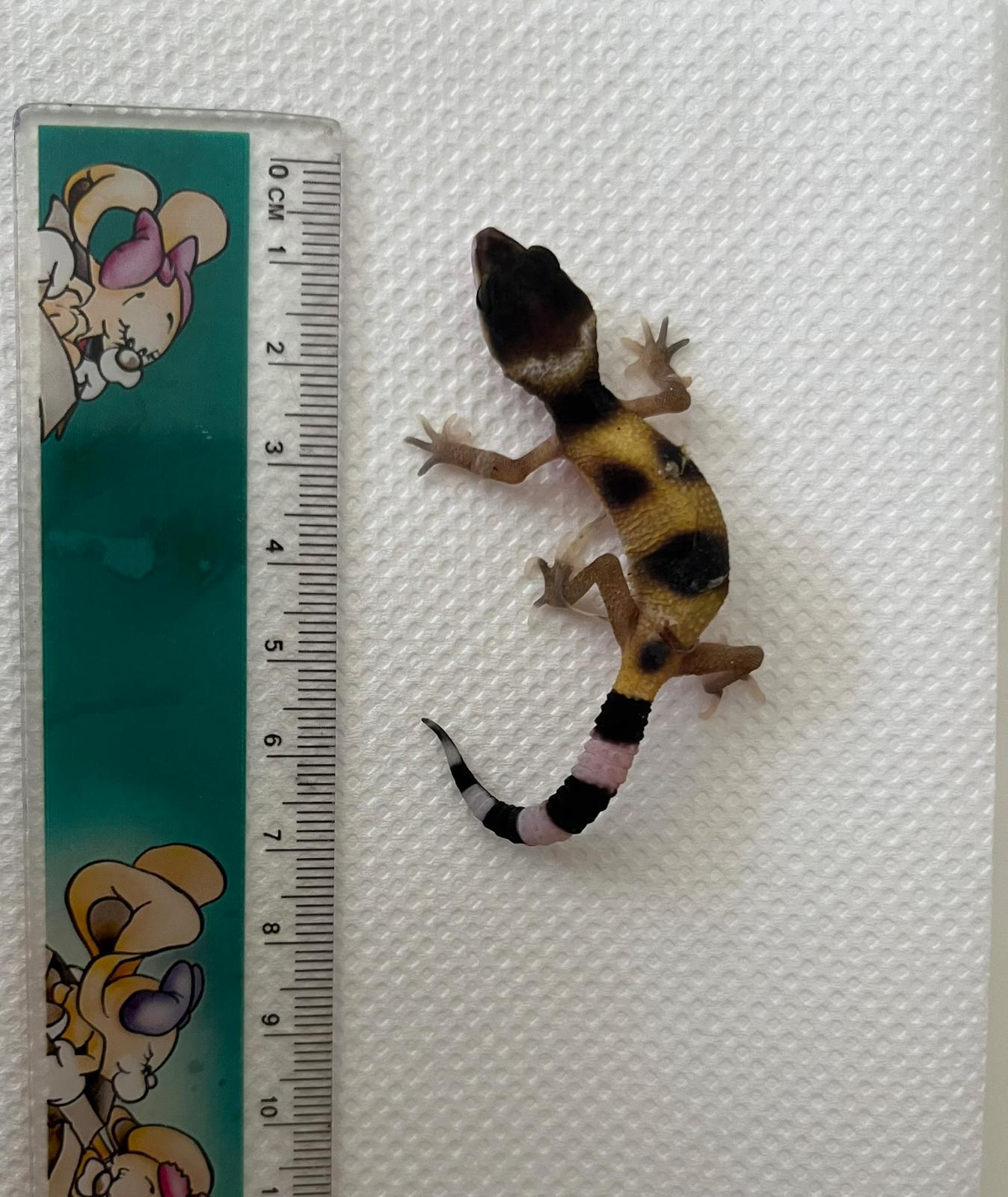 mládě leopardího gekona, 5. den