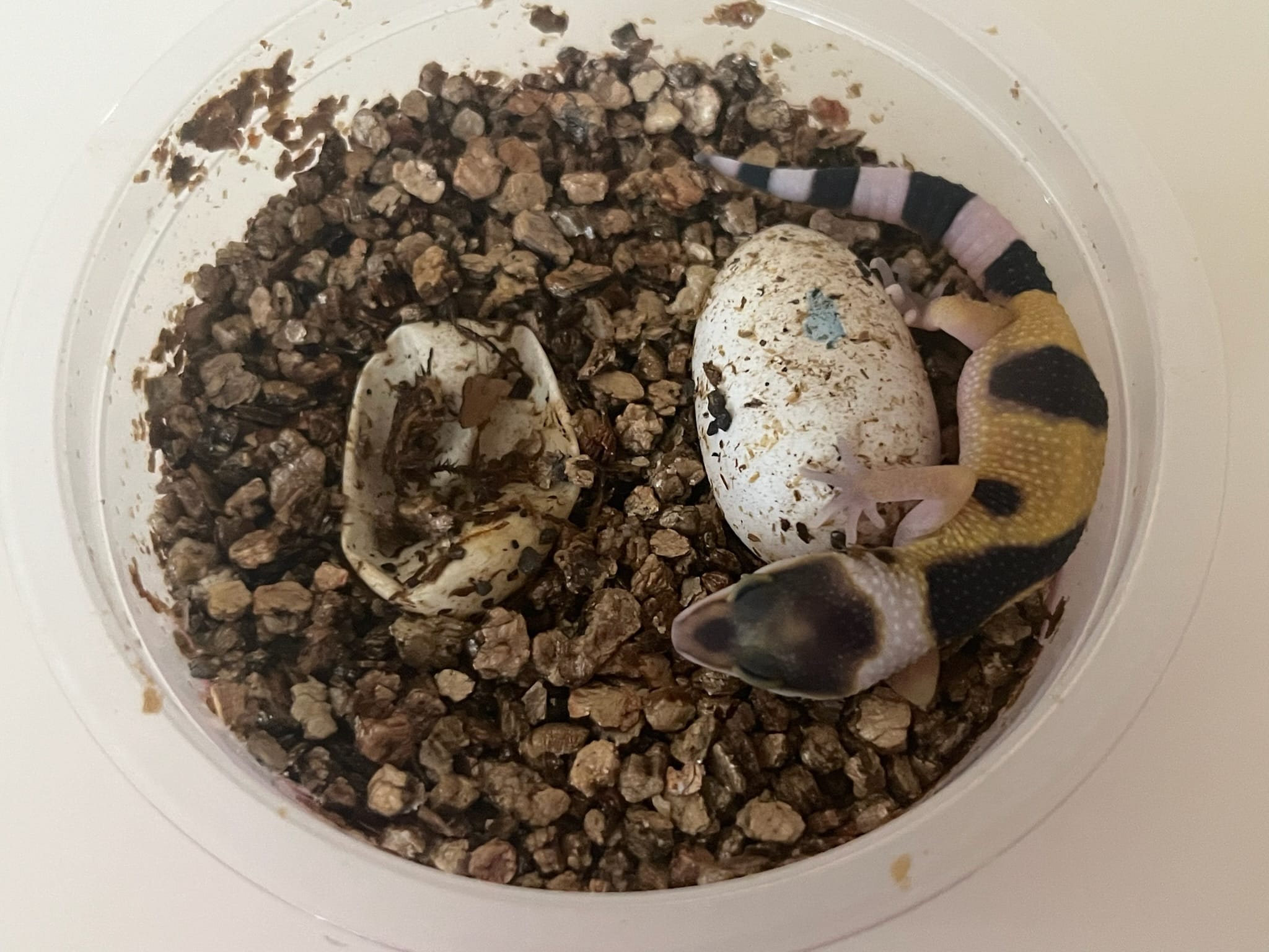 Newly hatched baby leopard gecko resting next to its sibling's unhatched egg, broken shell on the left.