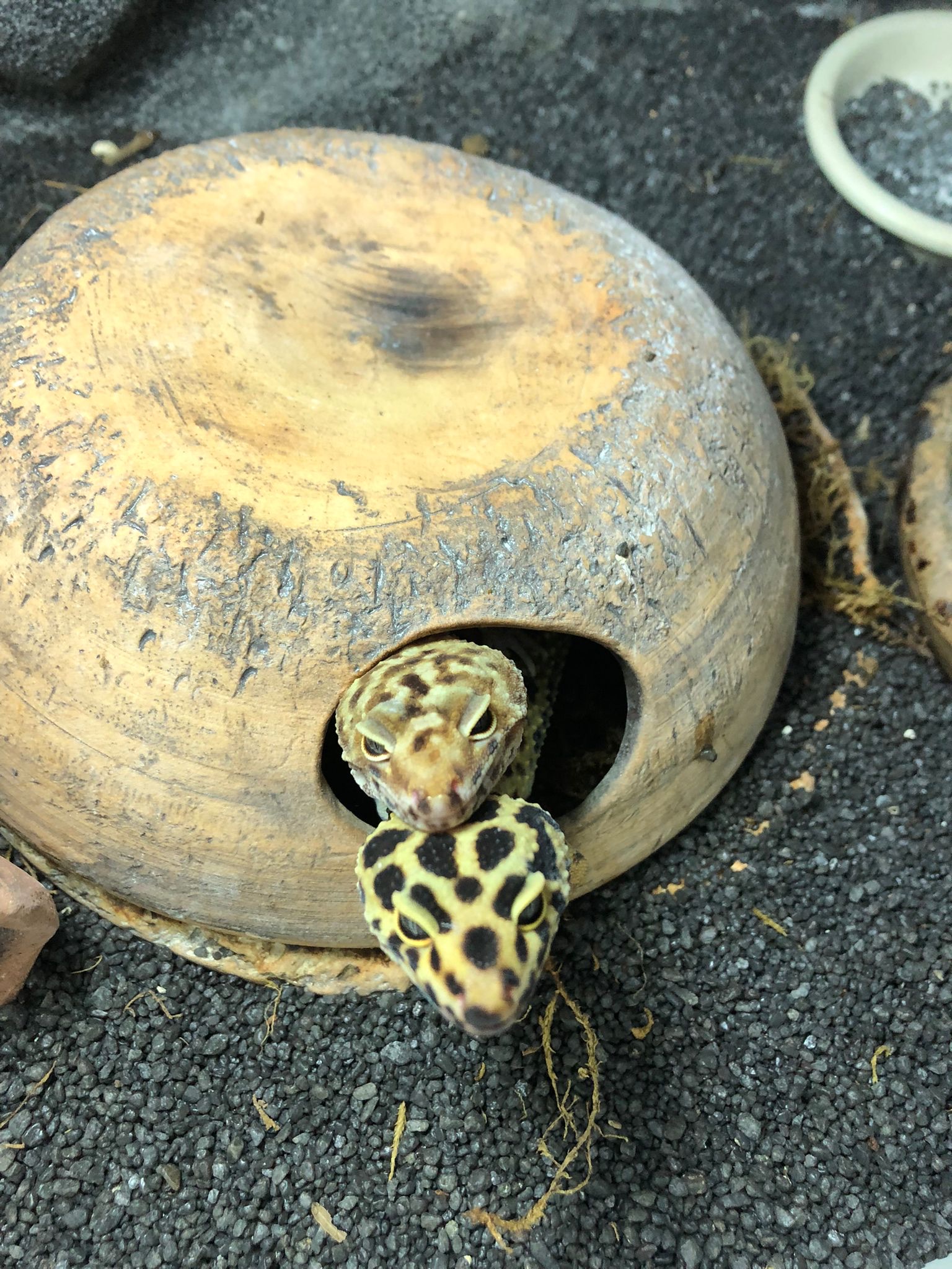 Two leopard geckos peeking out of a wooden hide cave together โ a spotted adult-pattern gecko below and a smaller banded juvenile-pattern one above.