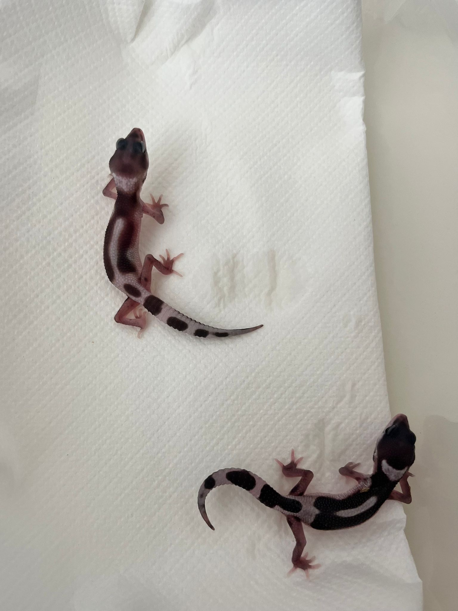 Two newly-hatched leopard gecko siblings on white paper towel, juvenile banded coloration, facing each other diagonally.