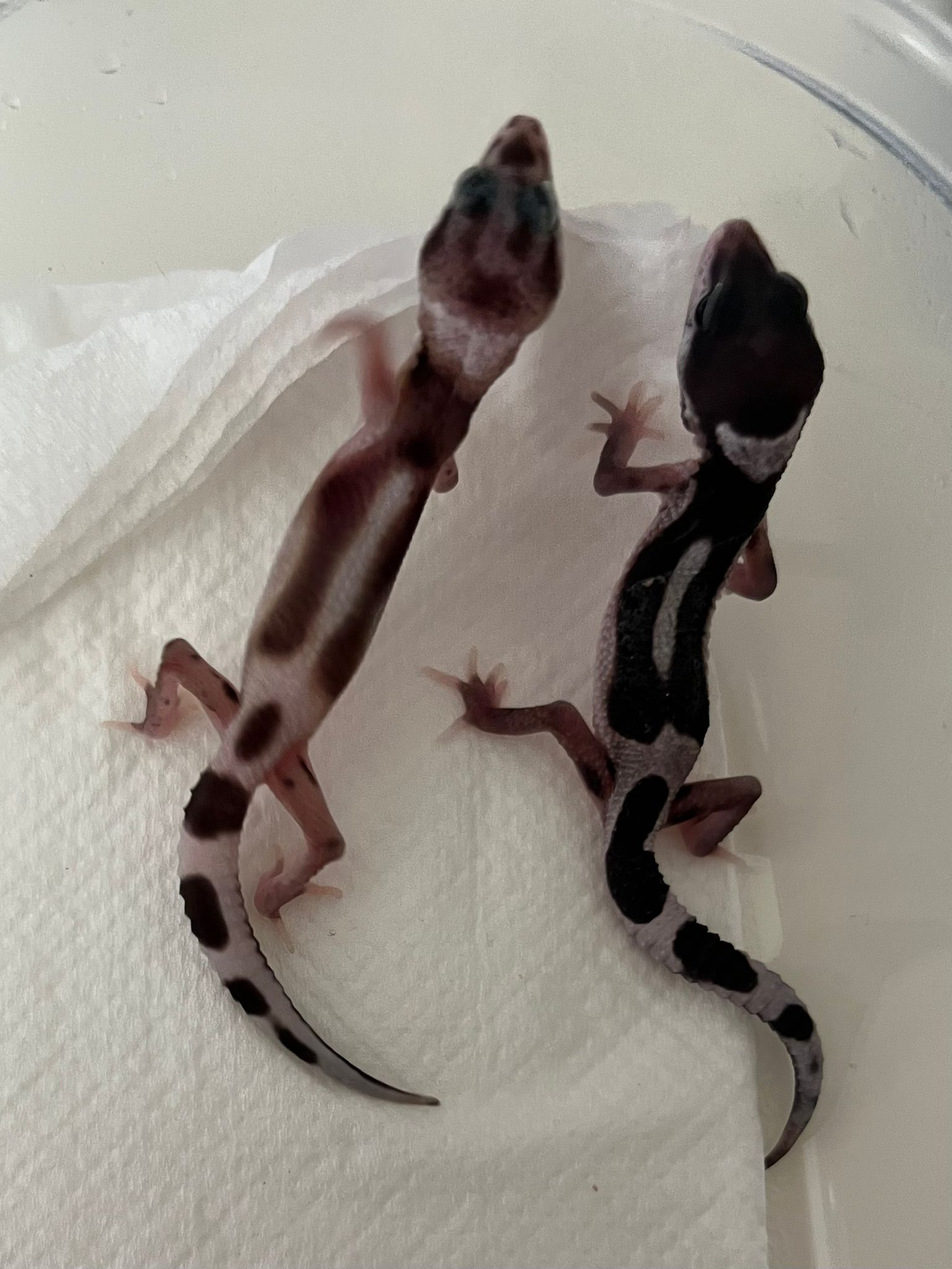 Two newly-hatched leopard gecko siblings side by side on white paper towel in nearly identical stretched-out poses.