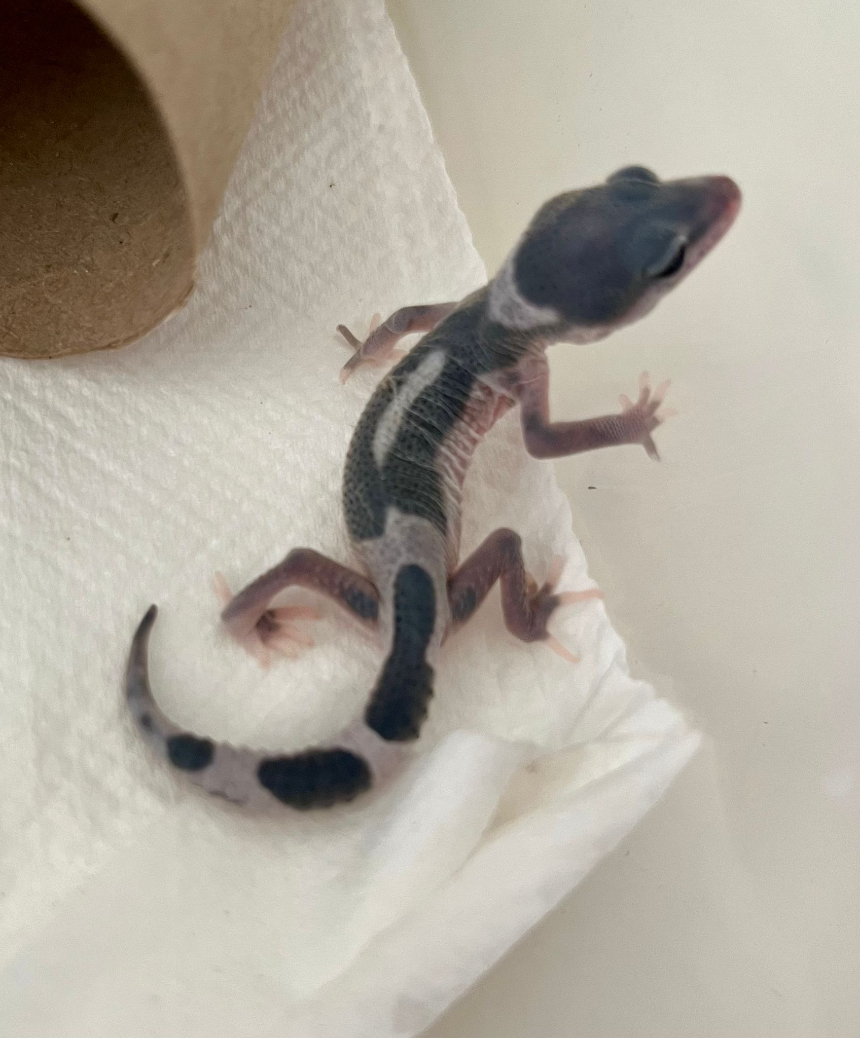 Baby leopard gecko on white paper towel next to a cardboard tube, mid-shed with a milky bluish-grey juvenile coloration.