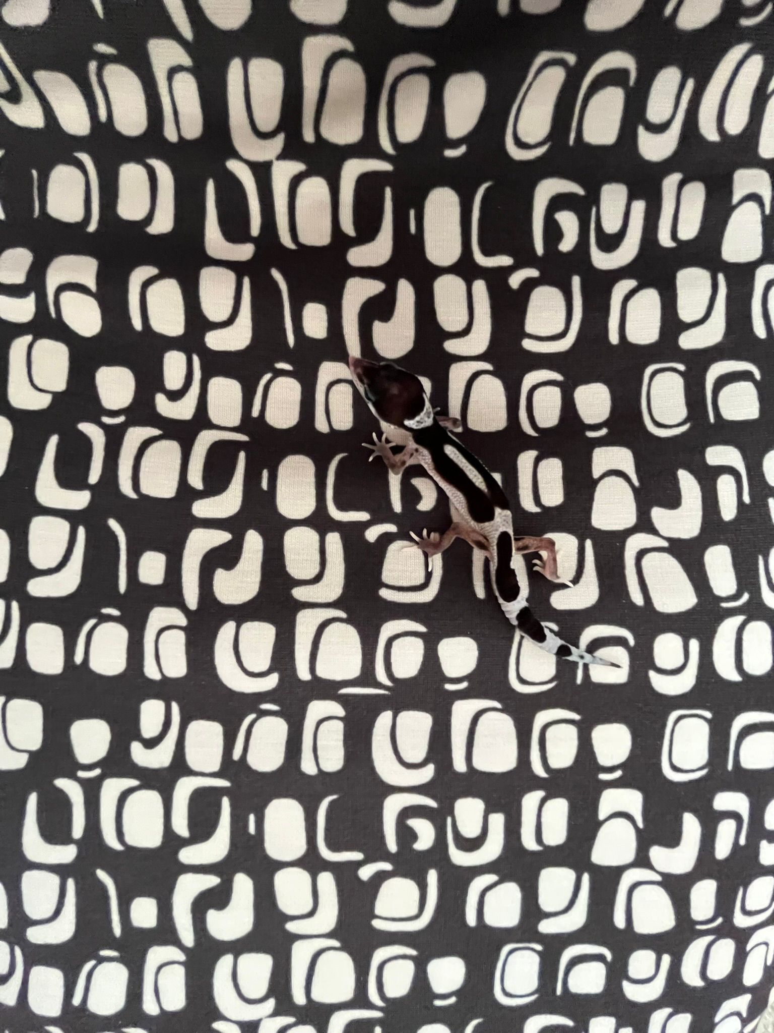 A black-and-white banded baby leopard gecko lying on black-and-white patterned fabric, blending into the print.