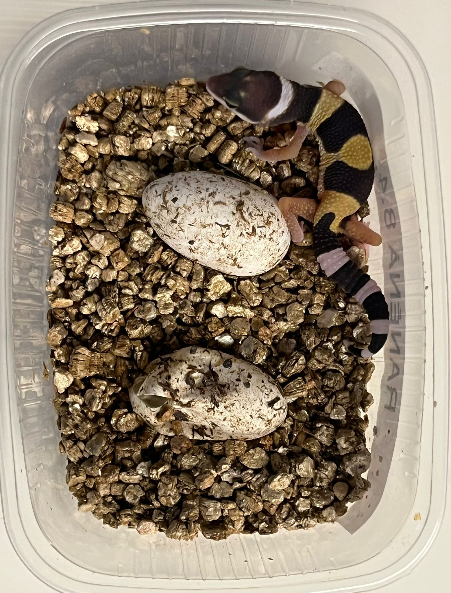 A freshly hatched baby leopard gecko in an incubation tub next to two unhatched eggs in vermiculite substrate.