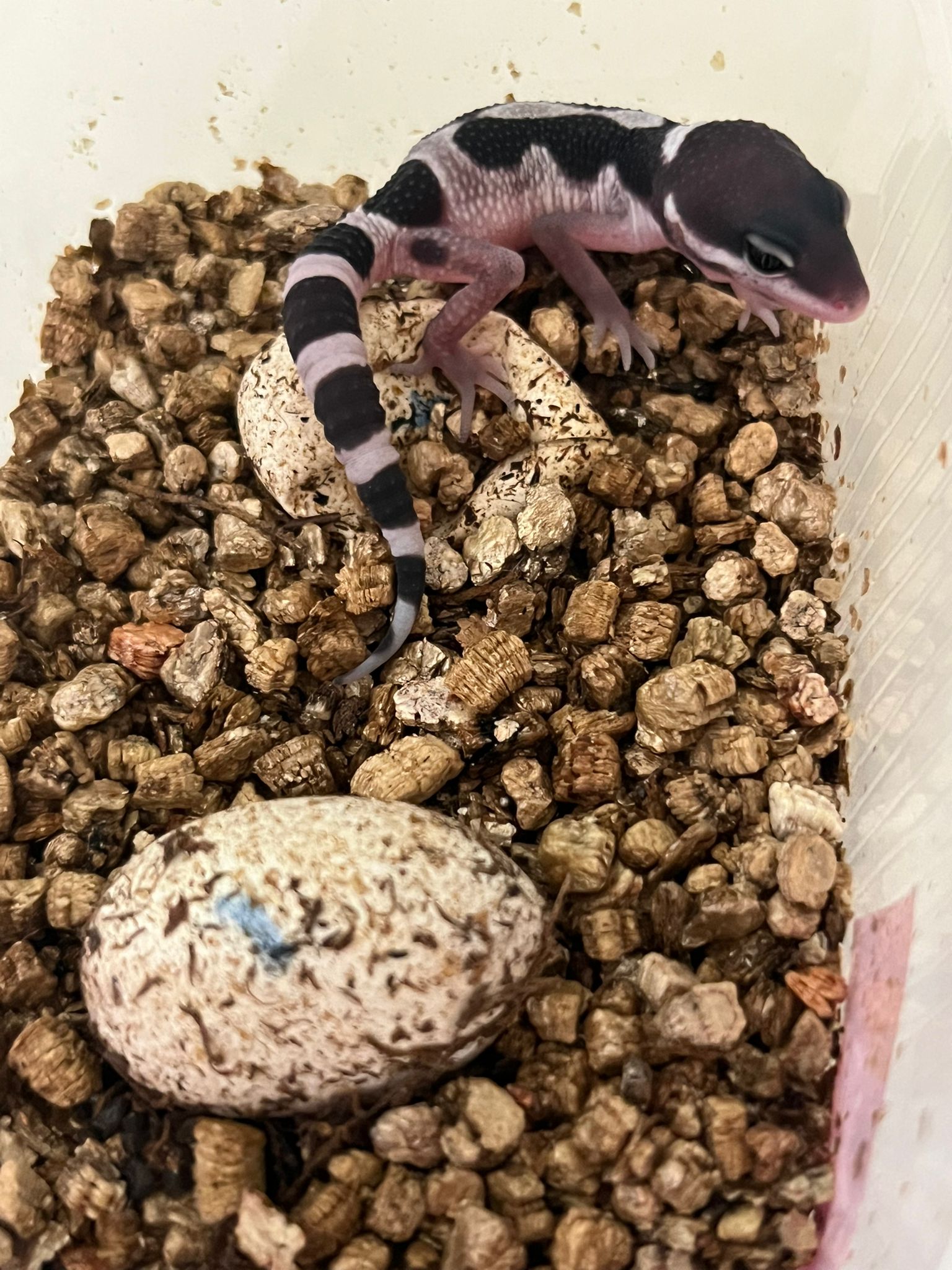 A newly hatched baby leopard gecko with bold black-and-white bands, resting on vermiculite in an incubation tub next to its egg.