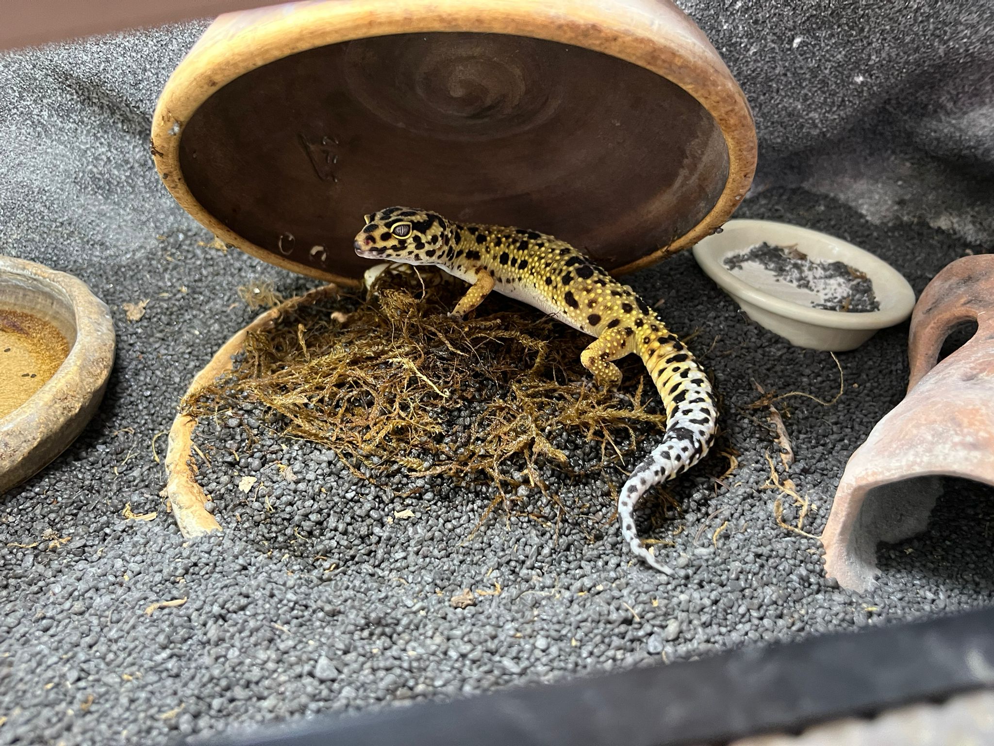 An adult female leopard gecko guarding a fresh clutch of eggs in a coco-fiber nest under a wooden hide, on gravel substrate.