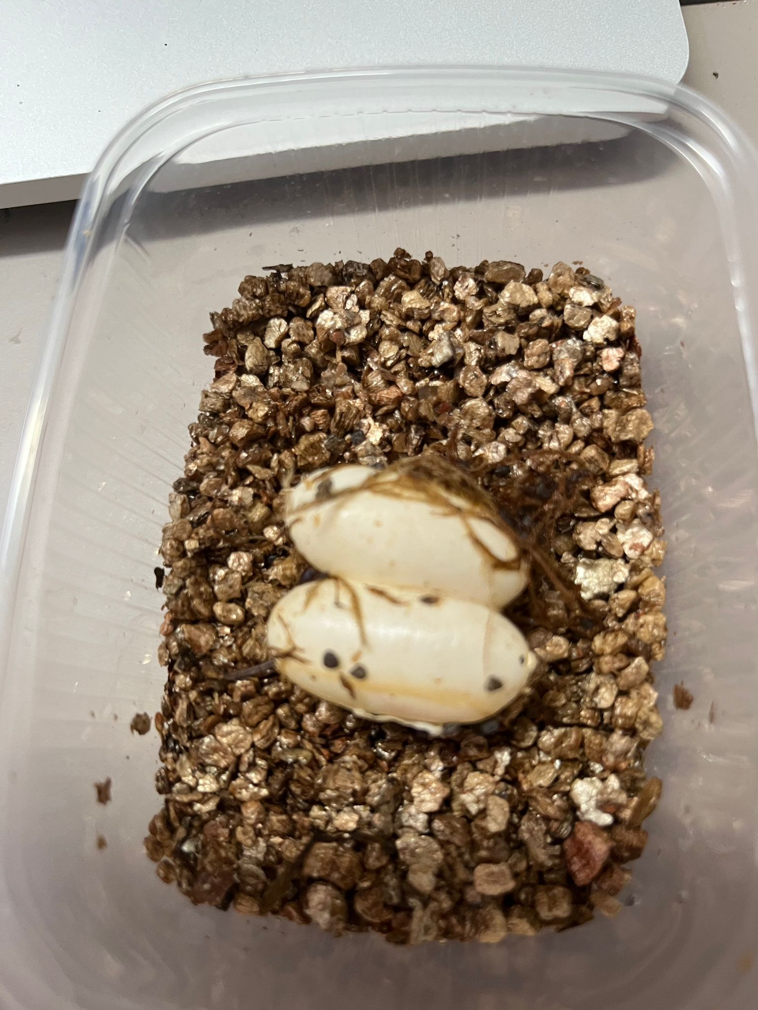 Two leopard gecko eggs incubating in vermiculite.