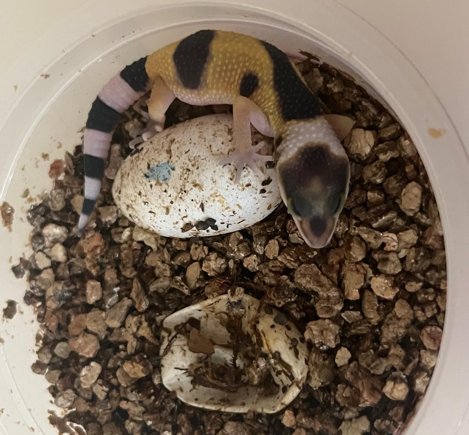 Freshly hatched leopard gecko next to its egg