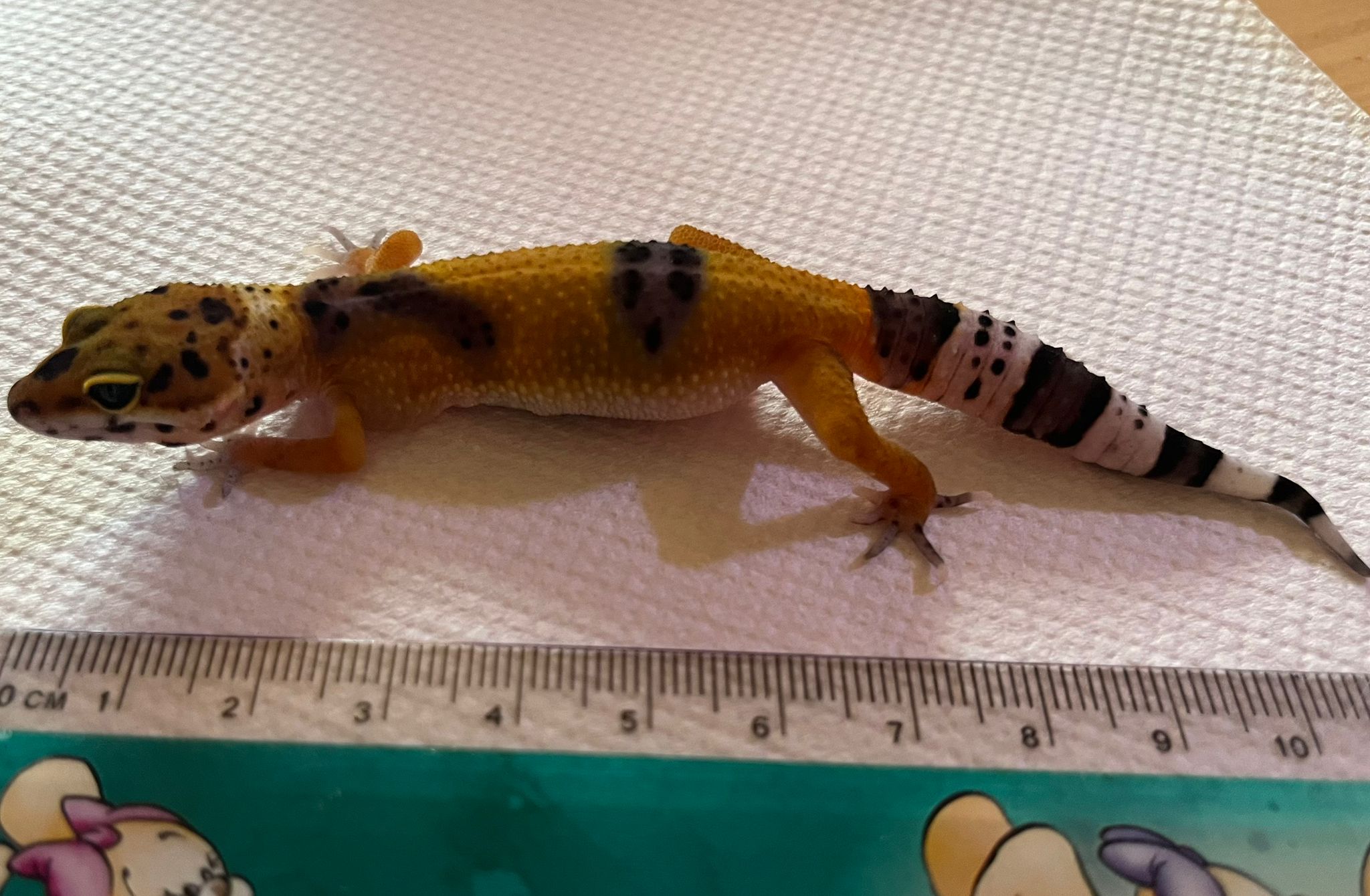 The same leopard gecko one month later, about 8 cm long