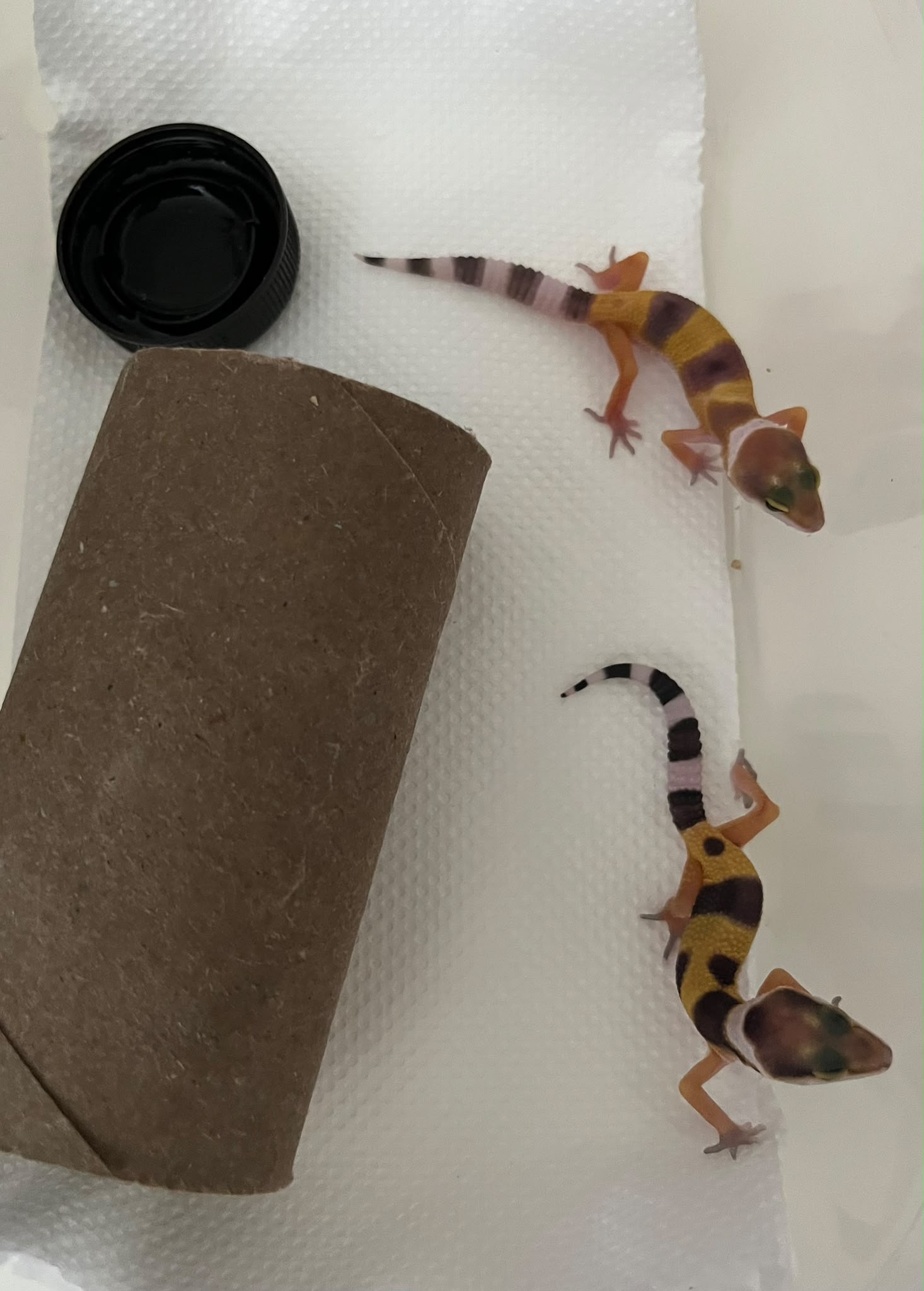 Two baby leopard geckos on kitchen-towel bedding with a water dish and a cardboard tube hide