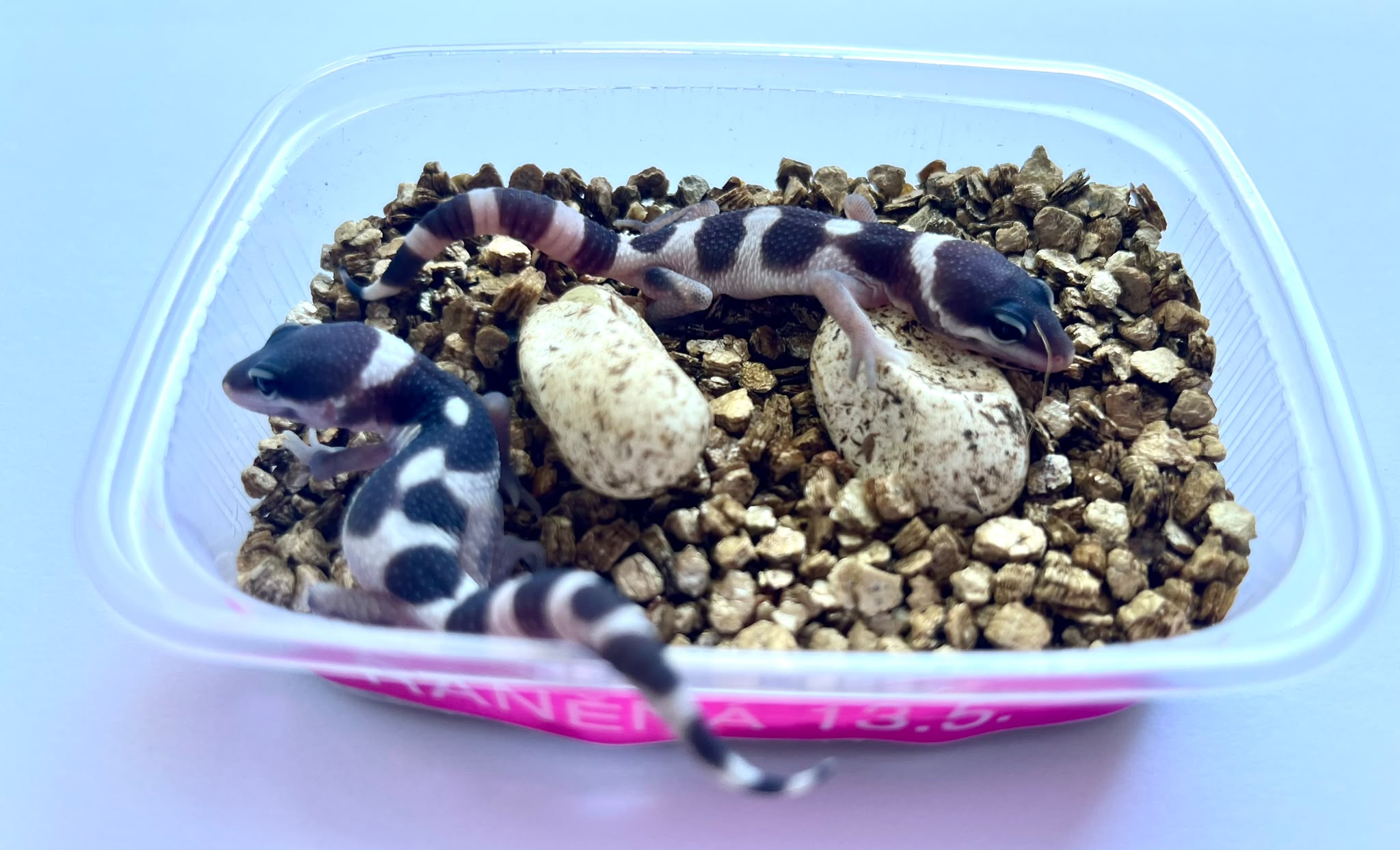 Two freshly hatched leopard geckos beside two eggs in an incubation tub