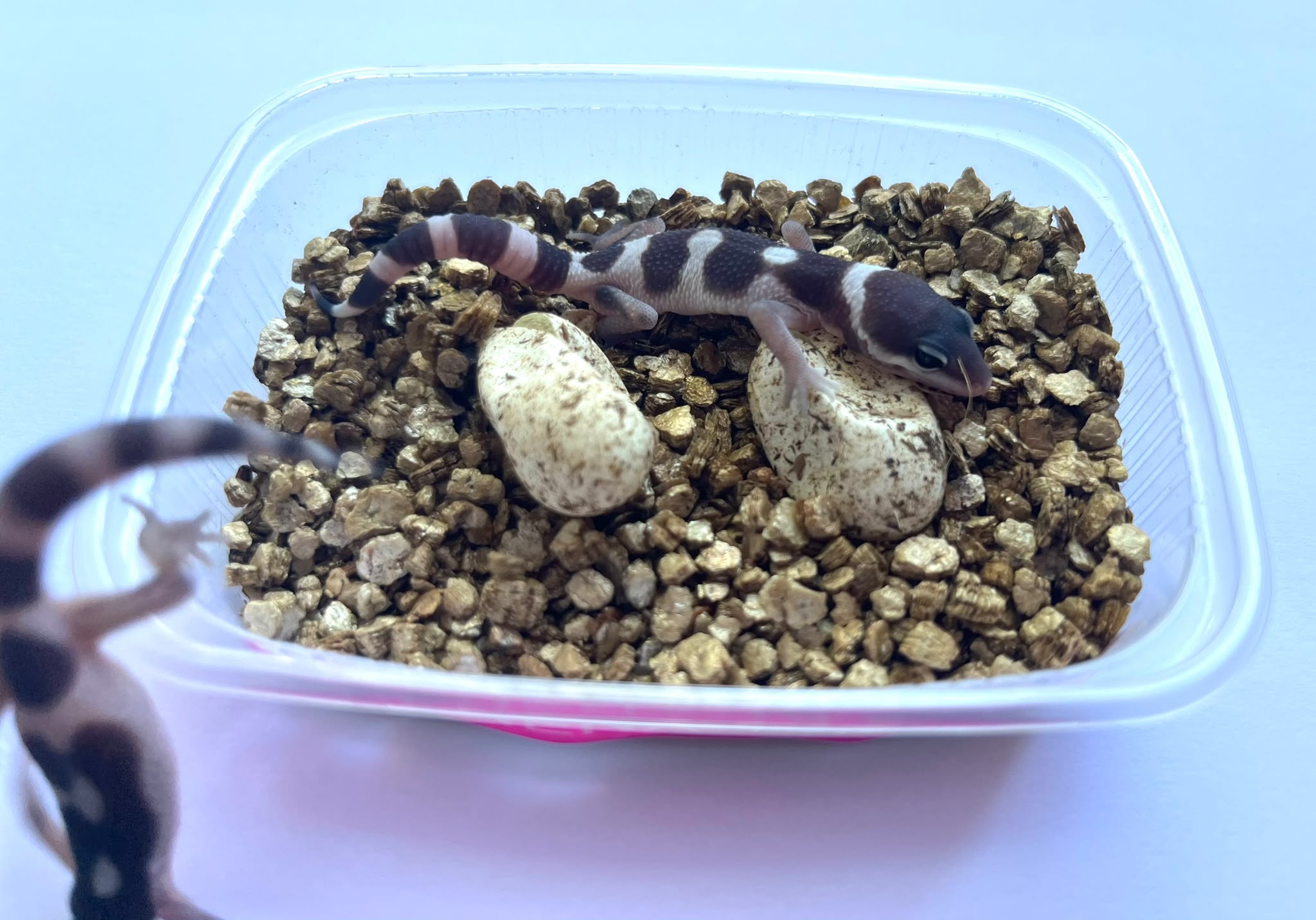 One hatchling draped over the two eggs, the other's tail in the foreground